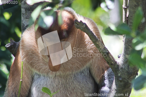 Image of Nose-Monkey in Borneo