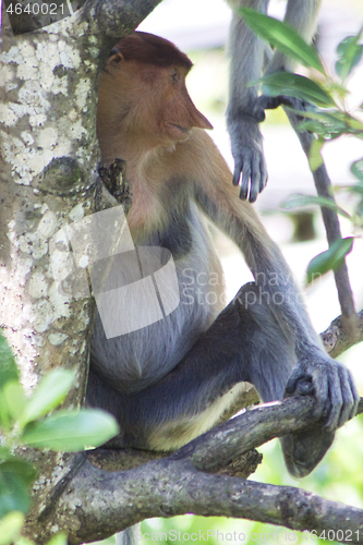 Image of Nose-Monkey in Borneo