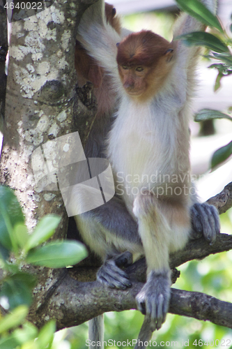 Image of Nose-Monkey in Borneo