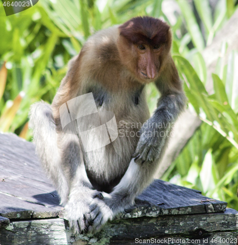 Image of Nose-Monkey in Borneo