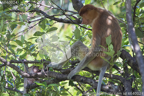 Image of Nose-Monkey in Borneo