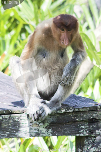 Image of Nose-Monkey in Borneo