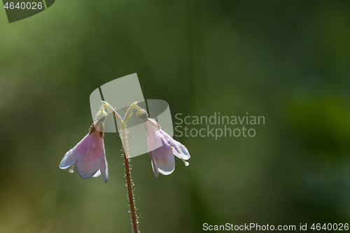 Image of Macro image of a twinflower