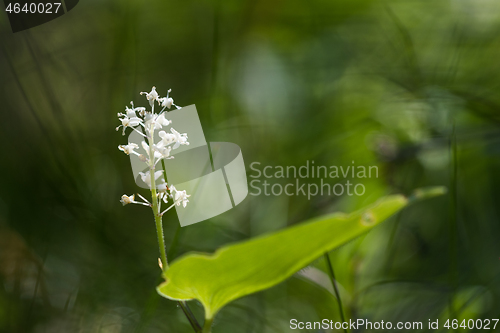 Image of False lily of the valley close up