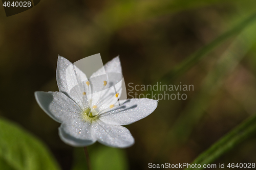 Image of Artic Starflower close up