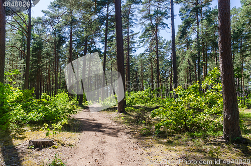 Image of Sunlit footpath in a pine tree forest