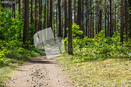 Image of Path in a green pine tree forest