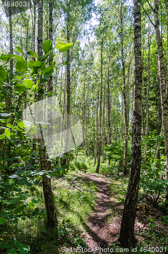 Image of Footpath through a bright forest