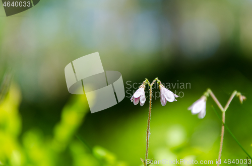 Image of Twinflowers in green surroundings