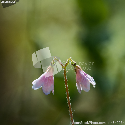 Image of Twinflower close up