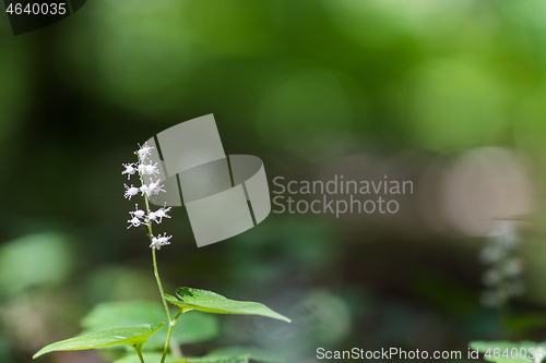 Image of Close up of a False lily of the valley