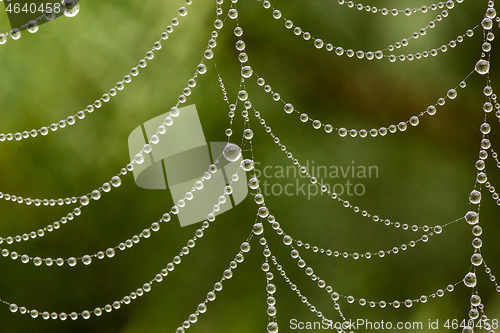 Image of dew drops on spider web macro