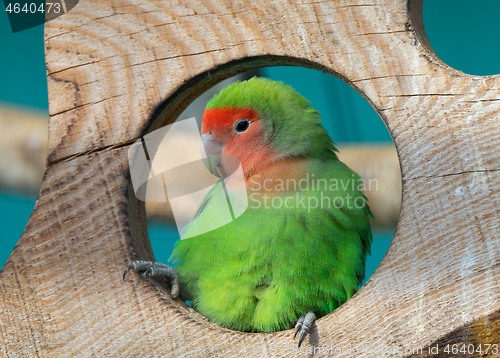 Image of Lilian\'s lovebird green exotic parrot bird
