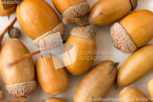 Image of close up of acorns on white background