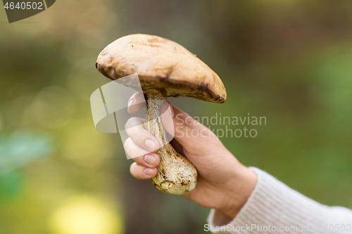 Image of close up of female hand with mushroom in forest