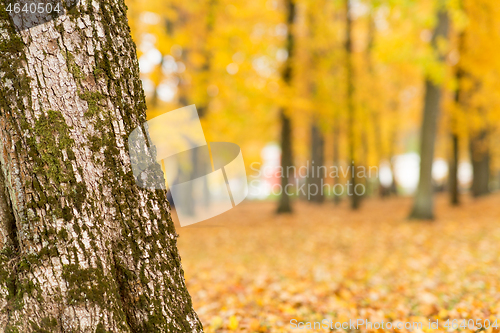 Image of close up of tree trunk at autumn park