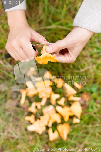 Image of hands cleaning mushrooms by knife in forest
