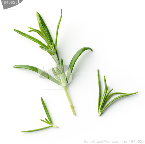 Image of fresh green rosemary