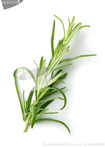 Image of fresh green rosemary