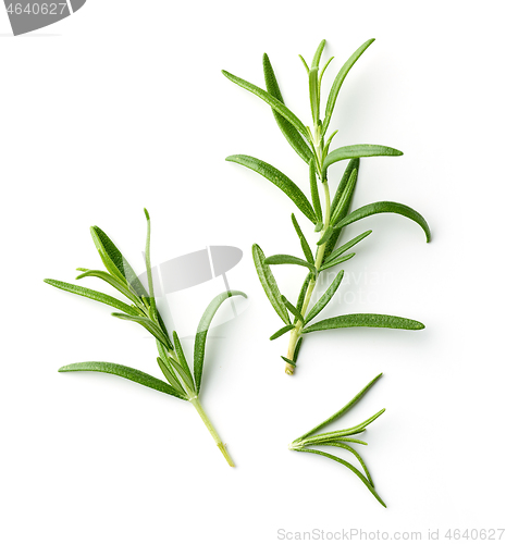 Image of fresh green rosemary