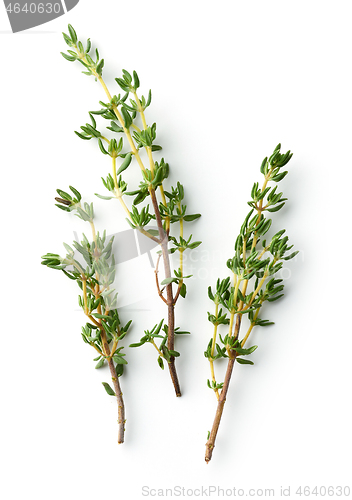 Image of fresh thyme on white background