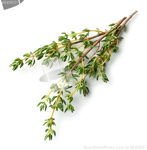 Image of fresh thyme on white background