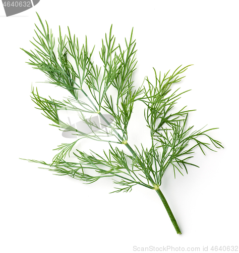 Image of fresh dill leaves