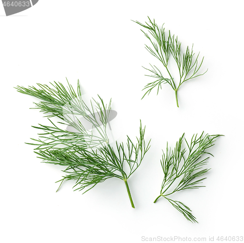 Image of fresh dill leaves