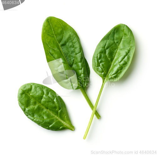 Image of fresh spinach leaves