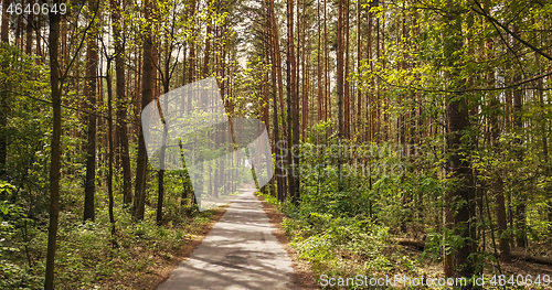 Image of Walking way through the forest.