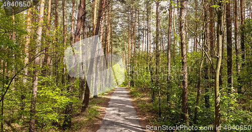 Image of Walking route through the forest.