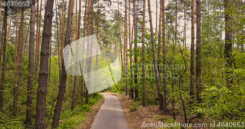 Image of Asphalt forest road for walking.