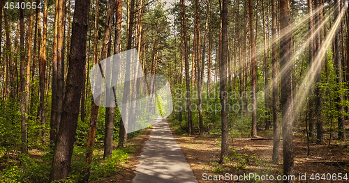 Image of Pathway way through the forest.