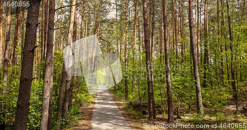 Image of Walking road through the forest.