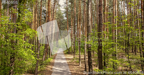 Image of Forest road for walking.