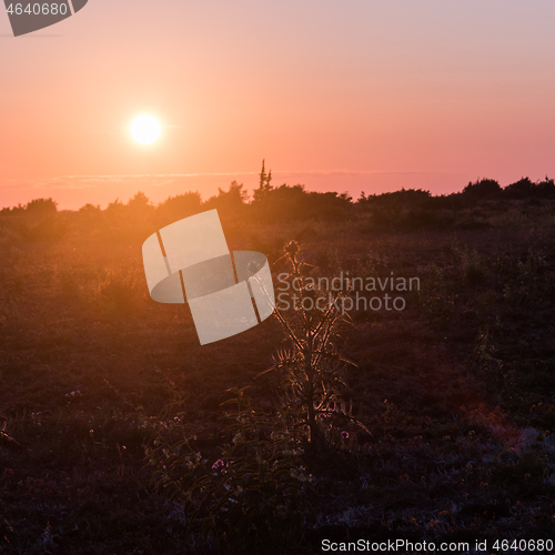 Image of Thistle flower silhouette by sunset