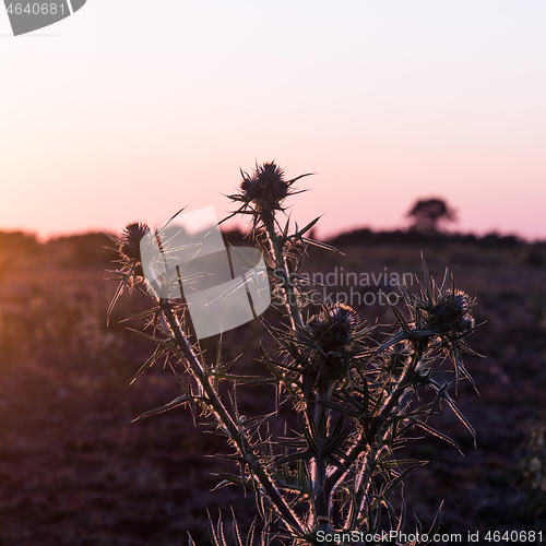Image of Thistle flower close up by the setting sun