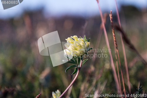 Image of Yellow Kidney vetch flower close up