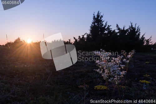 Image of Dropwort close up by the setting sun