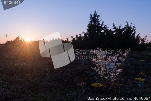 Image of Dropwort close up by the setting sun