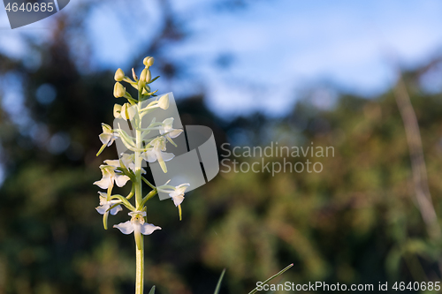 Image of Greater Butterfly Orchid close up