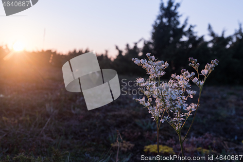 Image of Blossom Dropwort close up by sunset