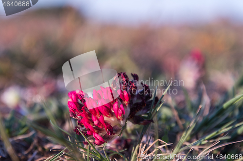 Image of Purple Kidney vetch wildflower close up