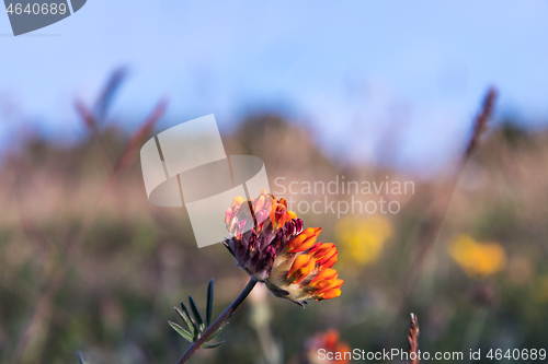 Image of Beautiful orange Kidney vetch flower