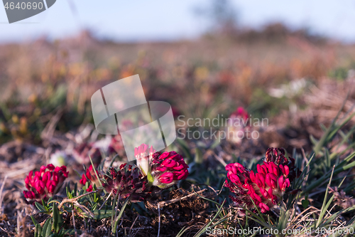 Image of Beautiful red Kidney vetch wildflowers close up