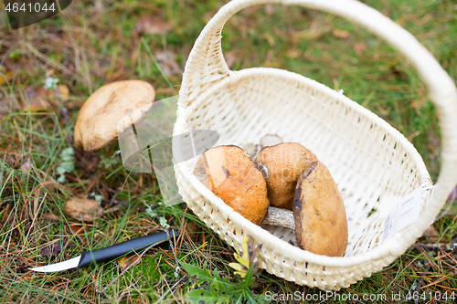 Image of basket of mushrooms and knife in autumn forest