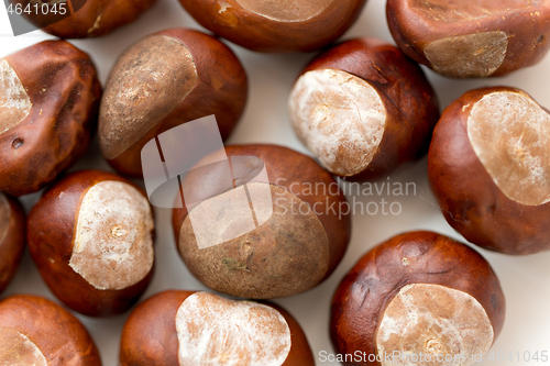 Image of close up of horse chestnuts on white background