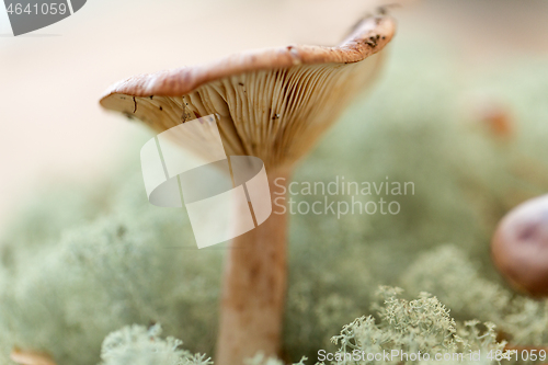 Image of lactarius rufus mushroom in reindeer lichen moss