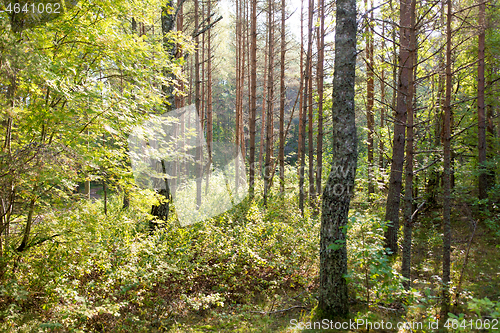 Image of mixed summer forest