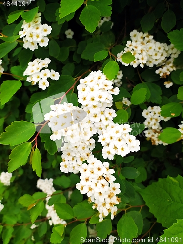 Image of white meadowsweet